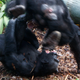 Dos chimpancés peleando. AP Images